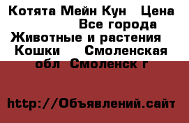 Котята Мейн Кун › Цена ­ 15 000 - Все города Животные и растения » Кошки   . Смоленская обл.,Смоленск г.